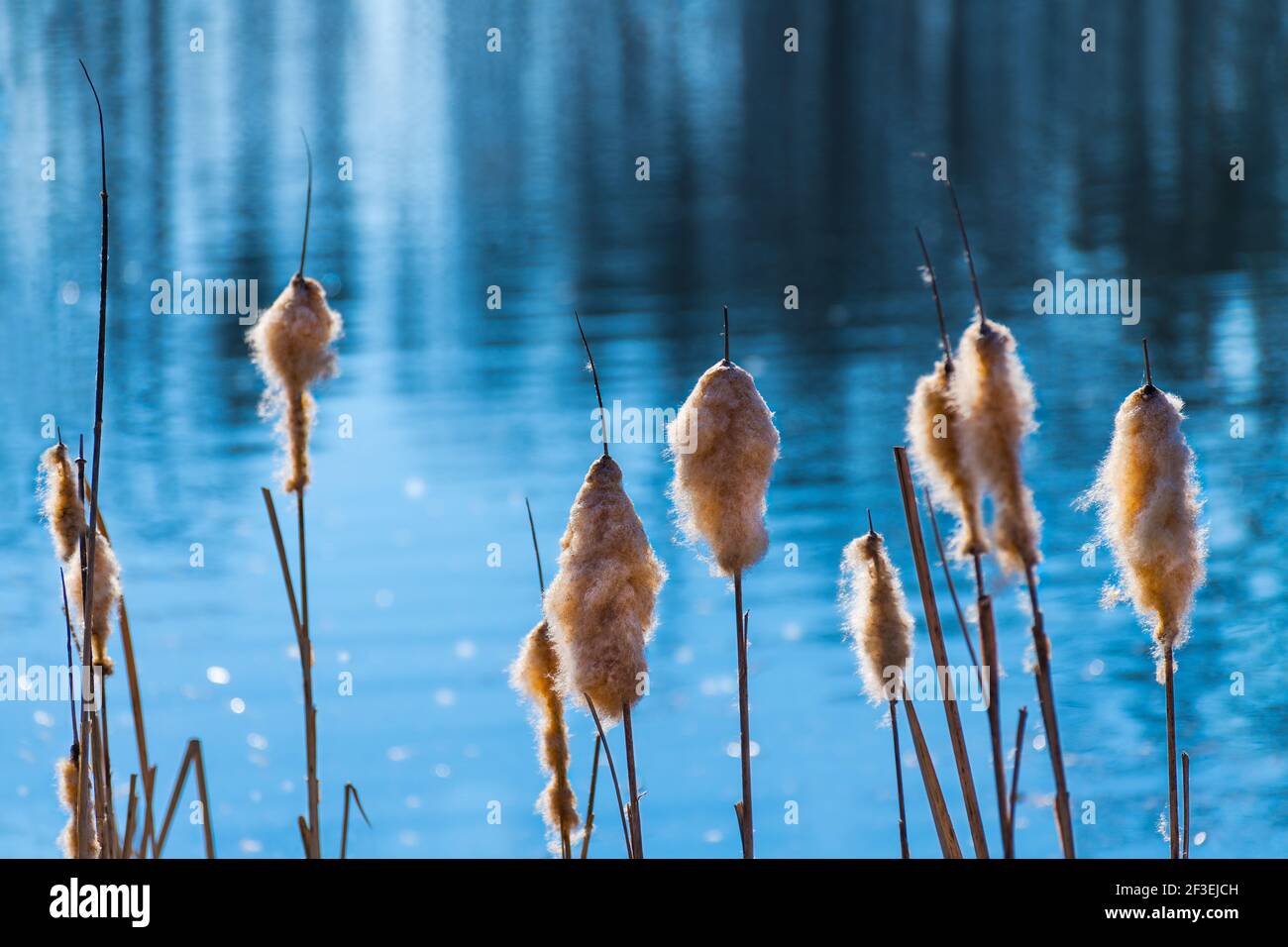Magnifique détail bulruse commun sur fond bleu d'étang. Typha latifolia. Queue de cotylédones sèche et moelleuse. Surface d'eau ondulée et reflet azur du ciel. Banque D'Images
