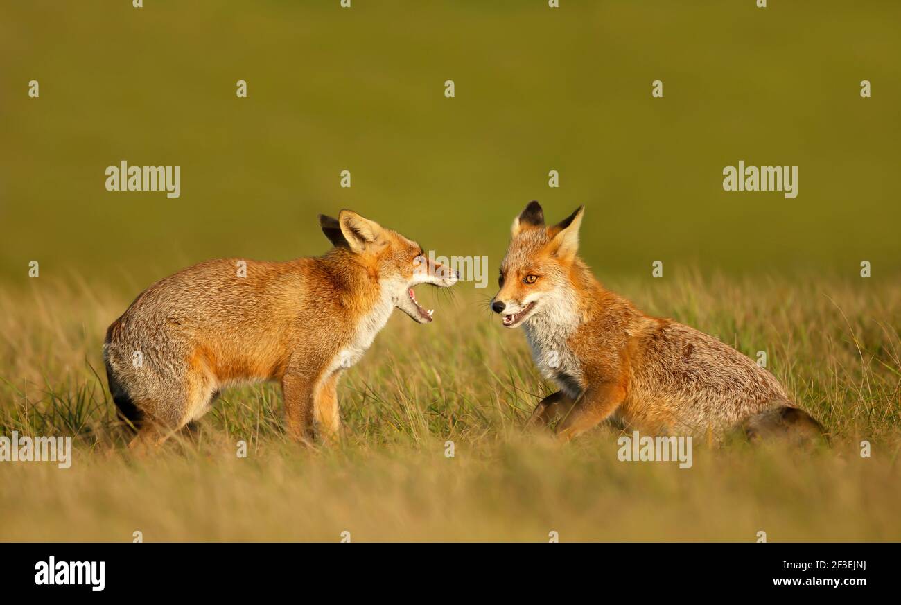 Gros plan de deux oursons de renard roux (Vulpes vulpes) dans le champ de l'herbe. Banque D'Images