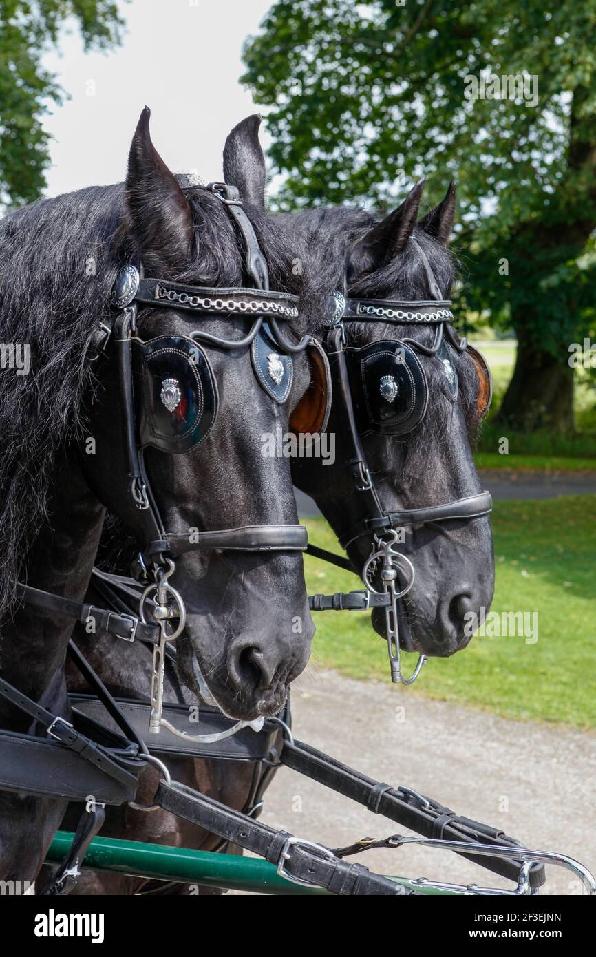 Portrait des têtes de deux chevaux de calèche noirs avec cillers et fuil tack Banque D'Images