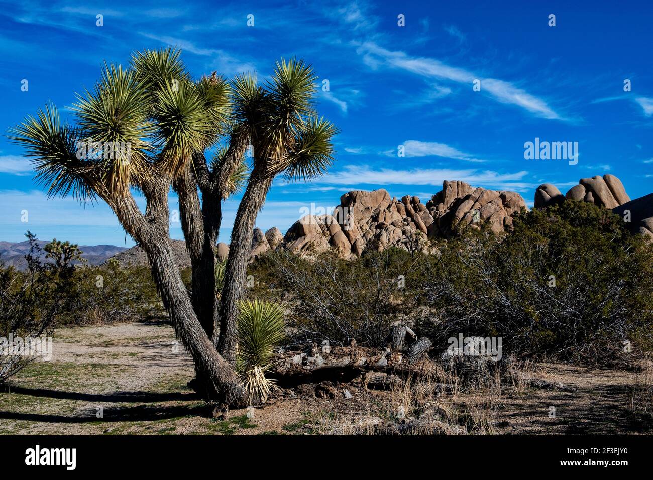 Solitaires Joshua Tree avec des formations rocheuses en arrière-plan dans Parc national de Joshua Tree Banque D'Images