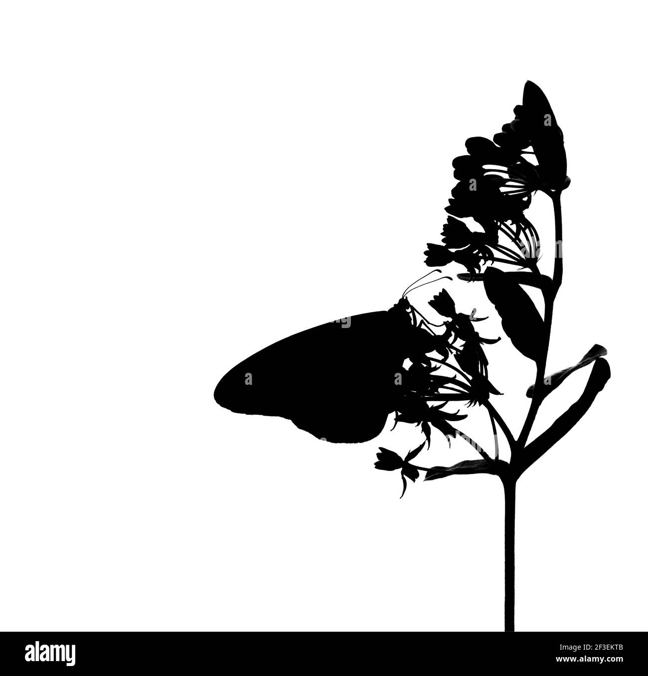 Noir sur blanc, vue latérale d'un papillon monarque / danaus plexippus sur une fleur de lamilkweed. La fleur ressemble à une fée. Banque D'Images