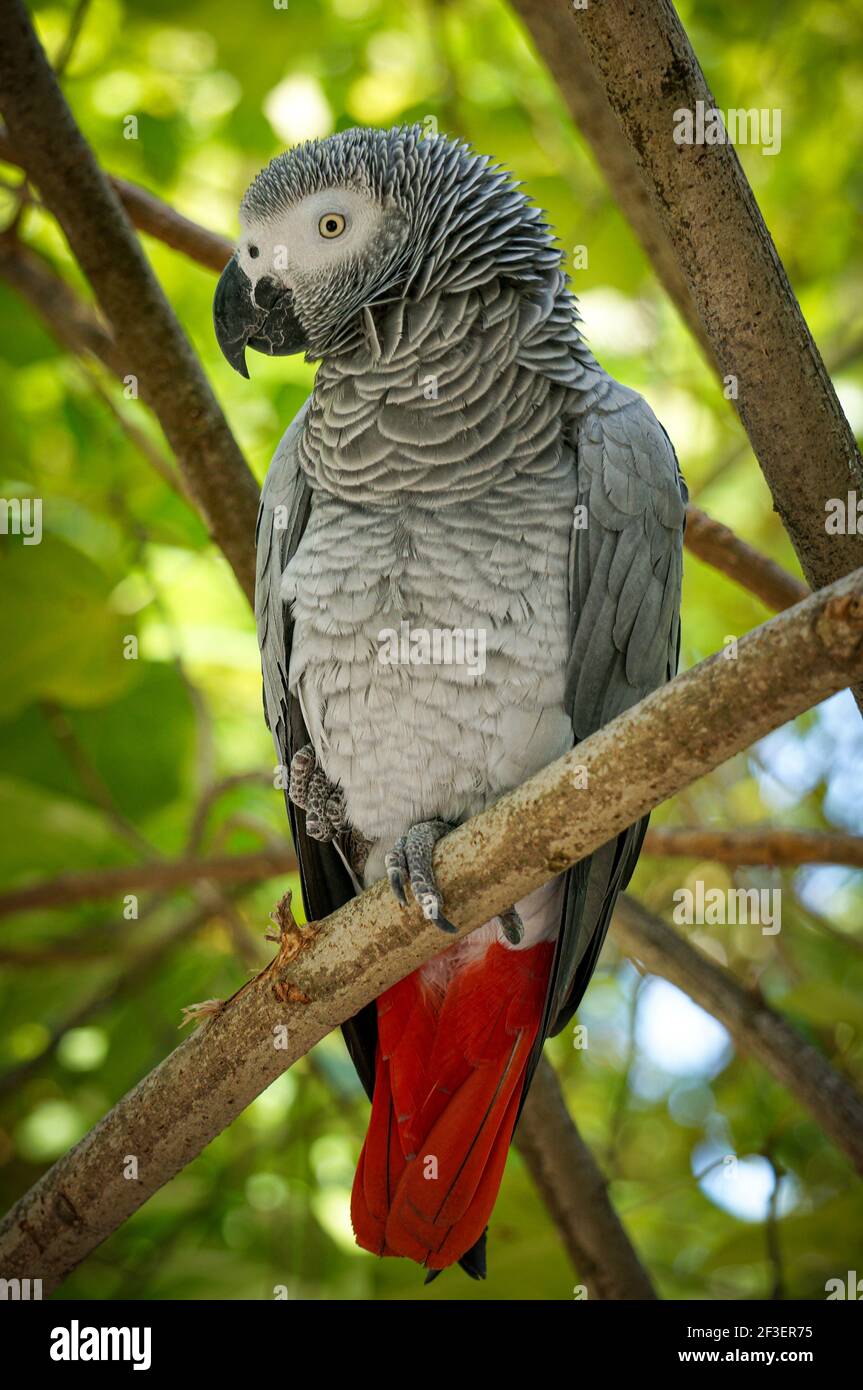 Portrait d'un perroquet gris africain assis sur un arbre branche dans une luxueuse forêt verte Banque D'Images