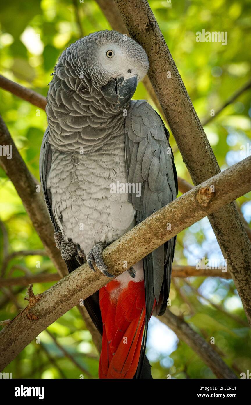 Portrait d'un perroquet gris africain assis sur un arbre branche dans une luxueuse forêt verte Banque D'Images