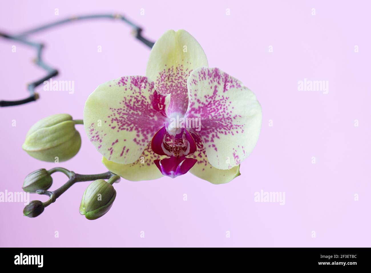 Fleur d'orchidée en fleurs. Orchidée jaune-rose. Banque D'Images