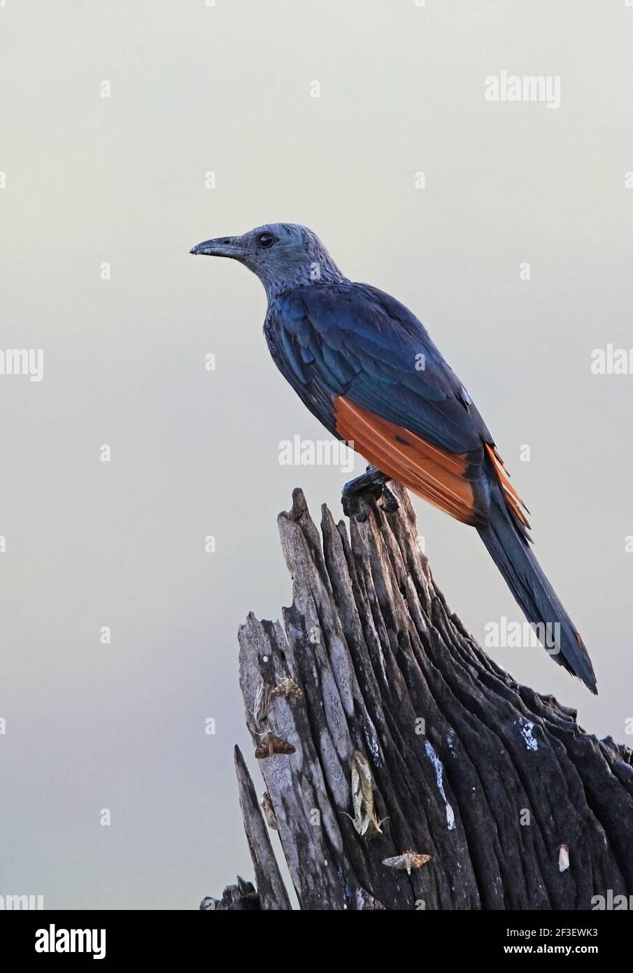 Starling à ailes rouges (Onychognathus morio) adulte perché sur un museau mort dans la lumière du matin Tsavo West NP, Kenya Novembre Banque D'Images