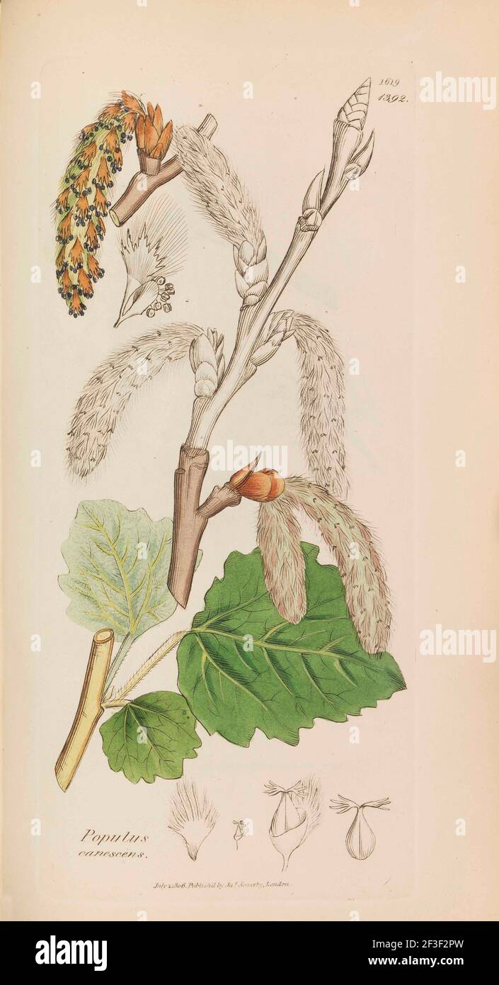 Botanique anglais, 1790-1800. Collection privée. Banque D'Images