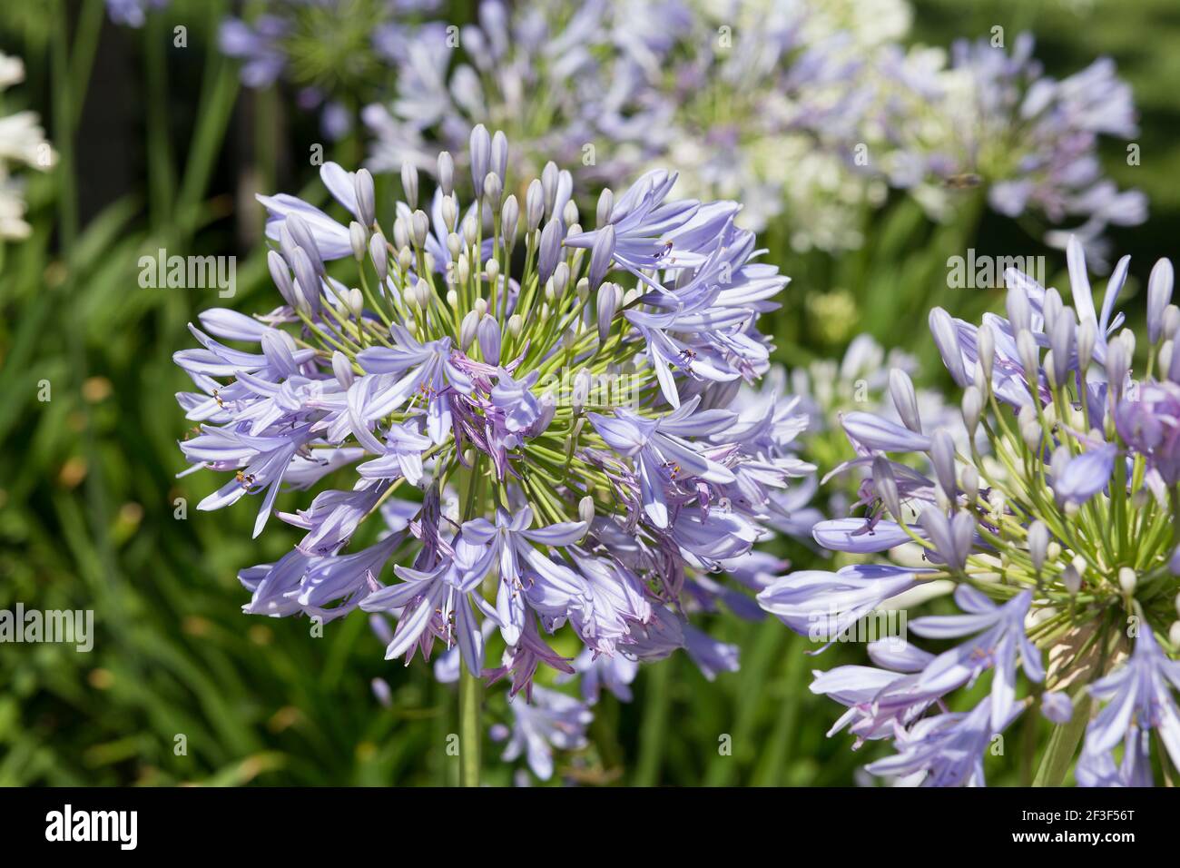 Fleur d'Agapanthus violet vif au printemps Banque D'Images