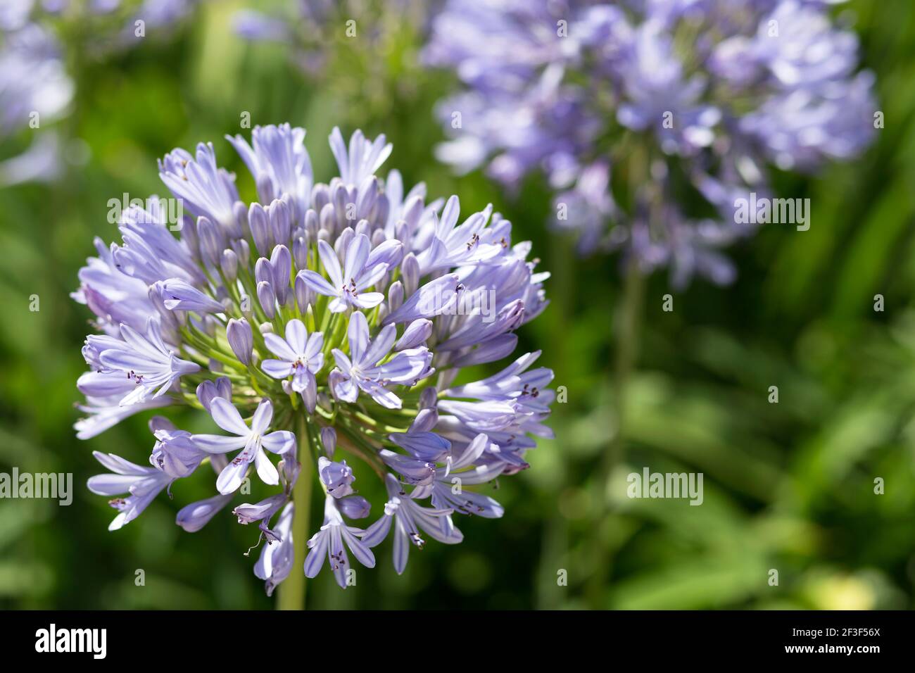 Fleur d'Agapanthus violet vif au printemps Banque D'Images
