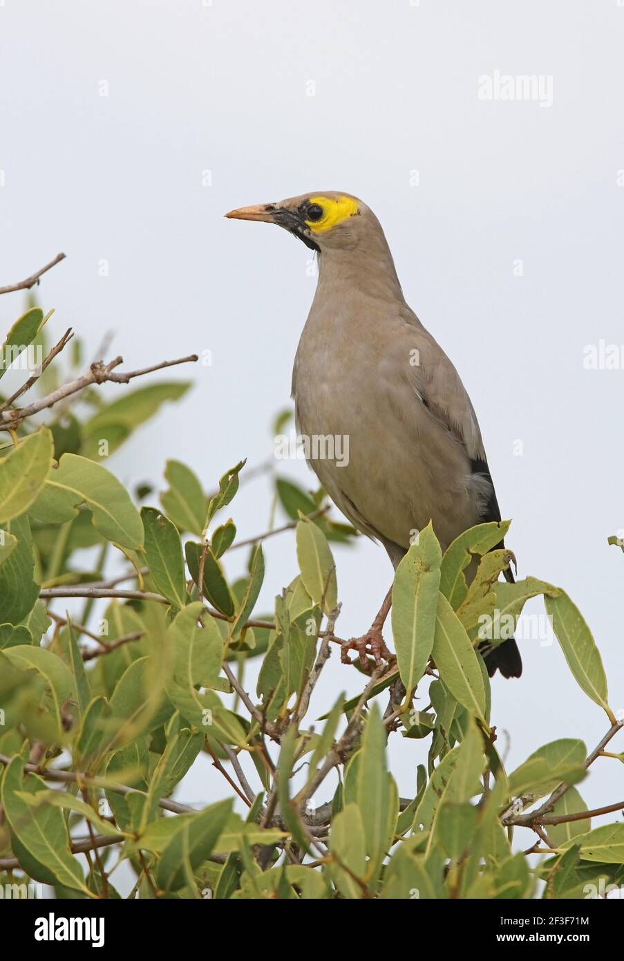 Starling en puissance (Creatophora cinerea) adulte perché au sommet du parc national de la brousse Tsavo East, Kenya Novembre Banque D'Images