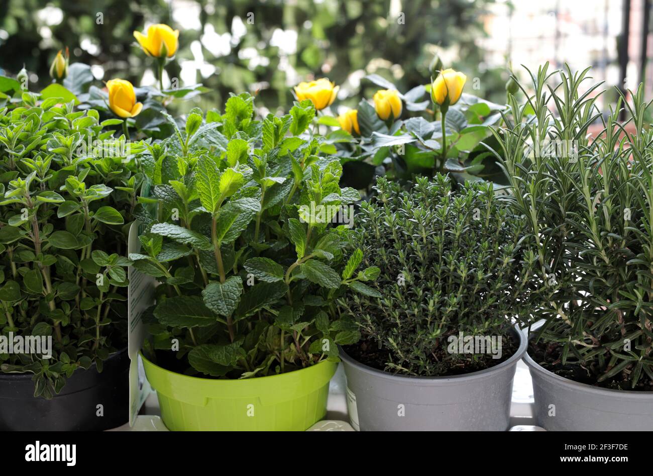 Herbes aromatiques en pots. Sauge verte, origan, thym, menthe et basilic. Jardinage à la maison. Gros plan. Banque D'Images