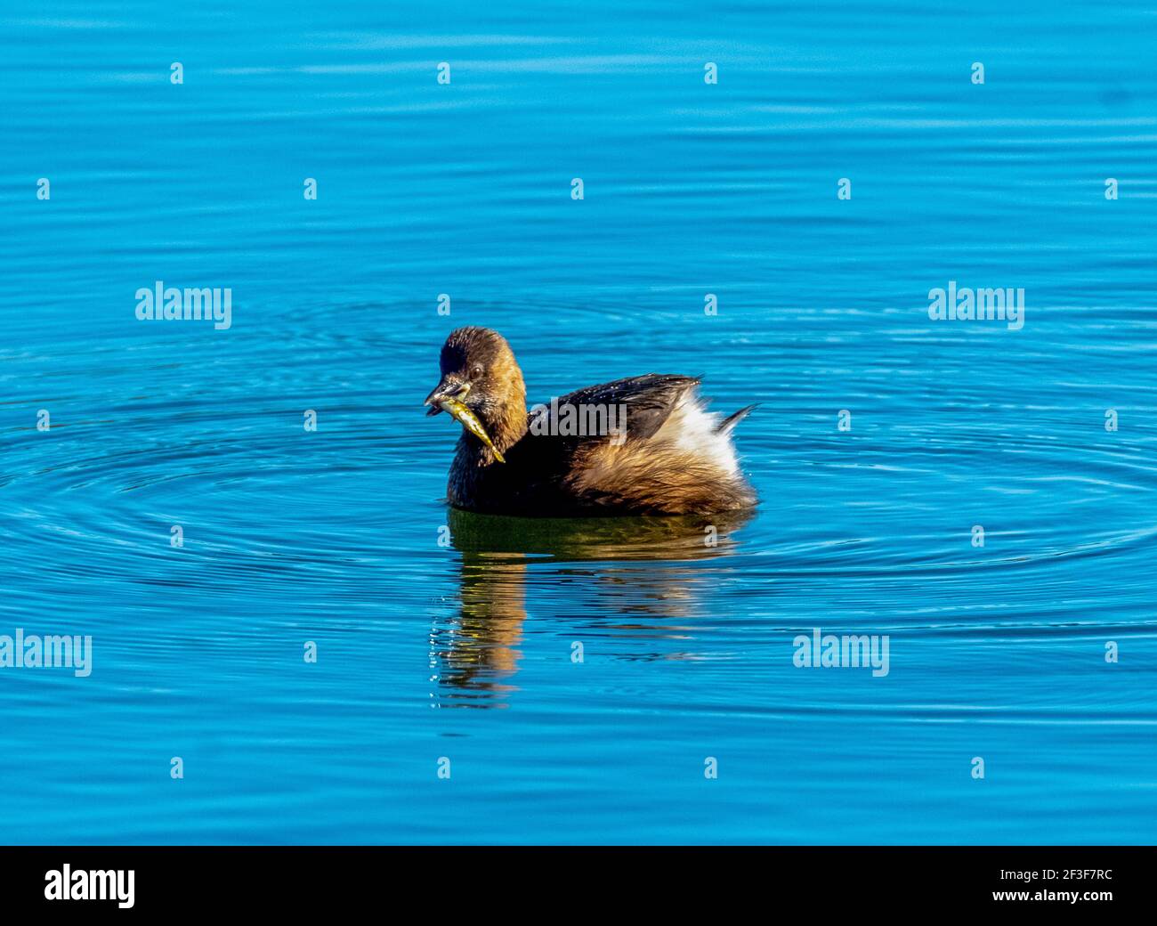Little Grebe (Tachybaptus ruficollis) avec un poisson, West Lothian, Écosse, Royaume-Uni Banque D'Images Little Grebe (Tachybaptus ruficollis) avec un poisson, West Lothian, Écosse, Royaume-Uni Banque D'Images