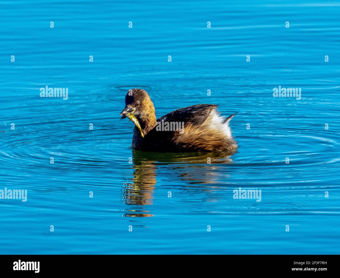 Little Grebe (Tachybaptus ruficollis) avec un poisson, West Lothian, Écosse, Royaume-Uni Banque D'Images Little Grebe (Tachybaptus ruficollis) avec un poisson, West Lothian, Écosse, Royaume-Uni Banque D'Images