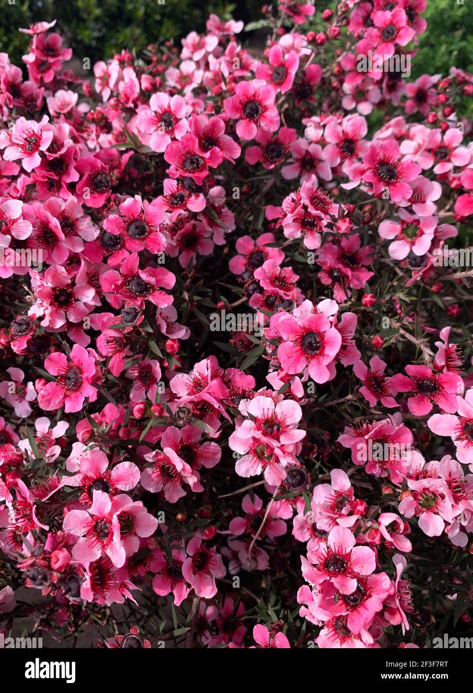 Leptospermum scoparium, originaire d'Australie. Plante à fleurs. Vue grand angle. Répétition. Banque D'Images