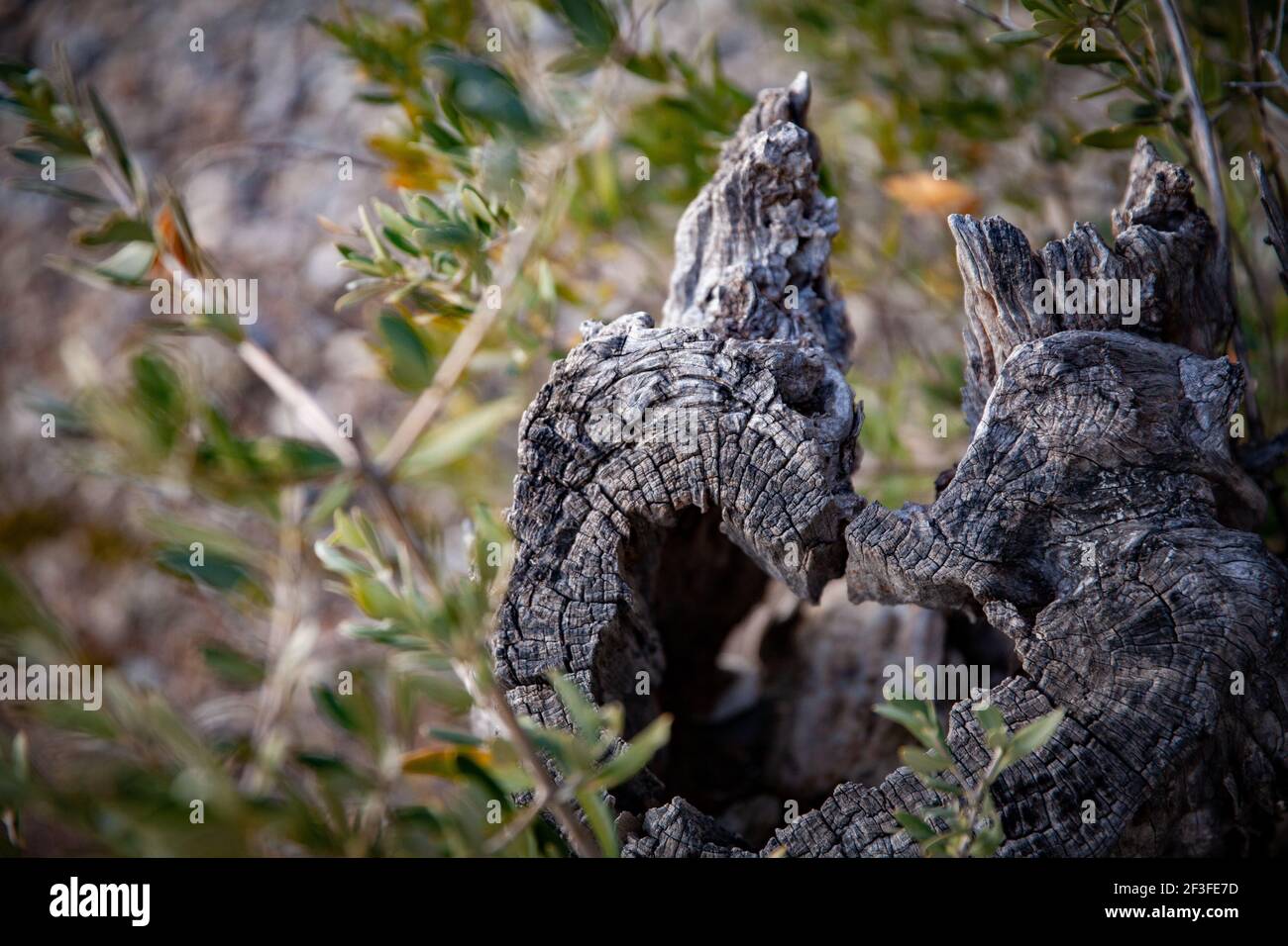 la souche de l'ancien arbre d'olive coupé de près a toujours vert Branches nature arbres méditerranéens Banque D'Images