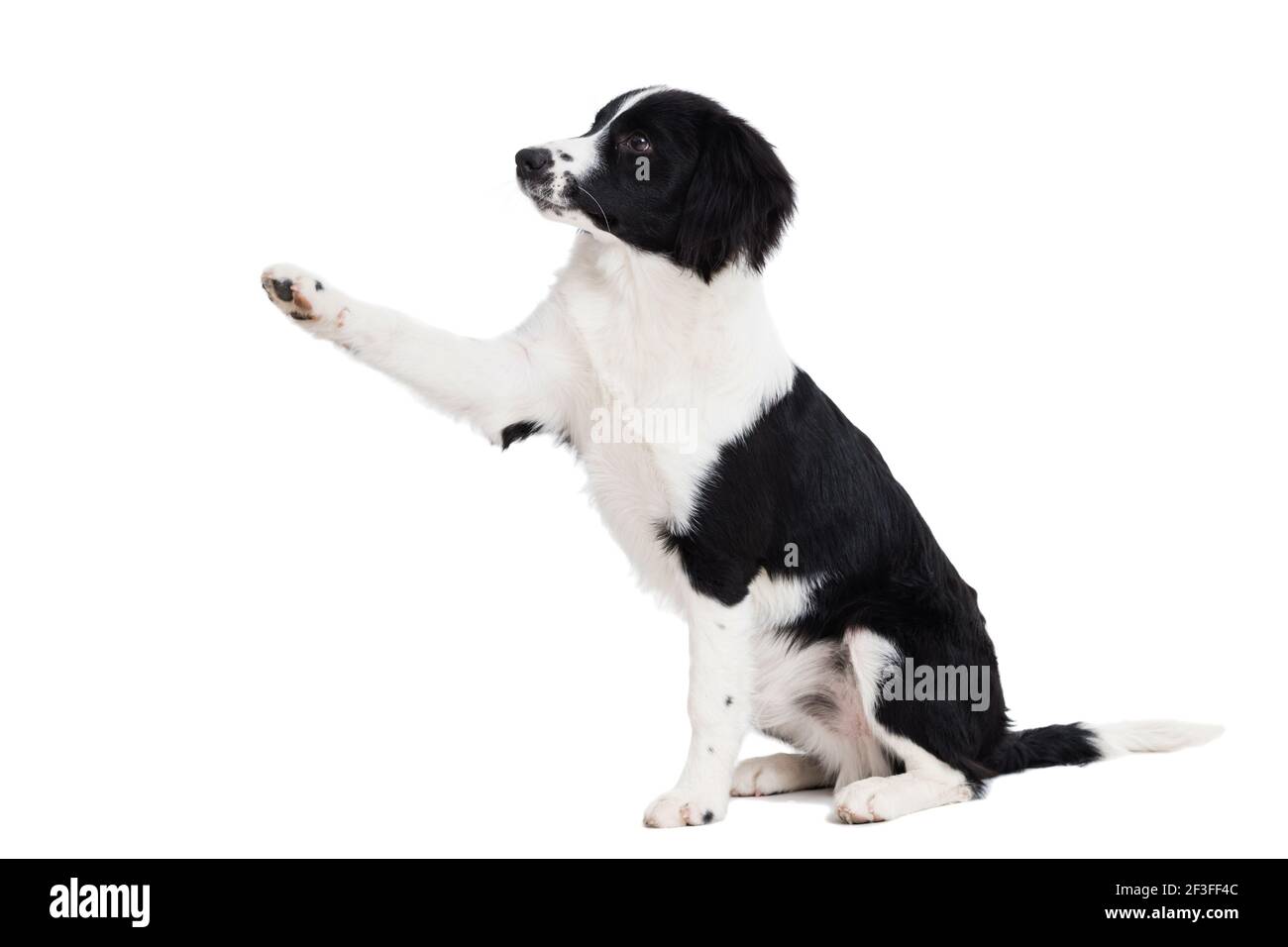 Jolie jeune bordure collie isolée sur fond blanc Banque D'Images