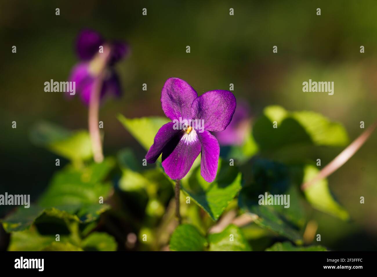 Gros plan des pétales de fleurs violettes sur fond noir Au printemps dans le sud de la France Banque D'Images