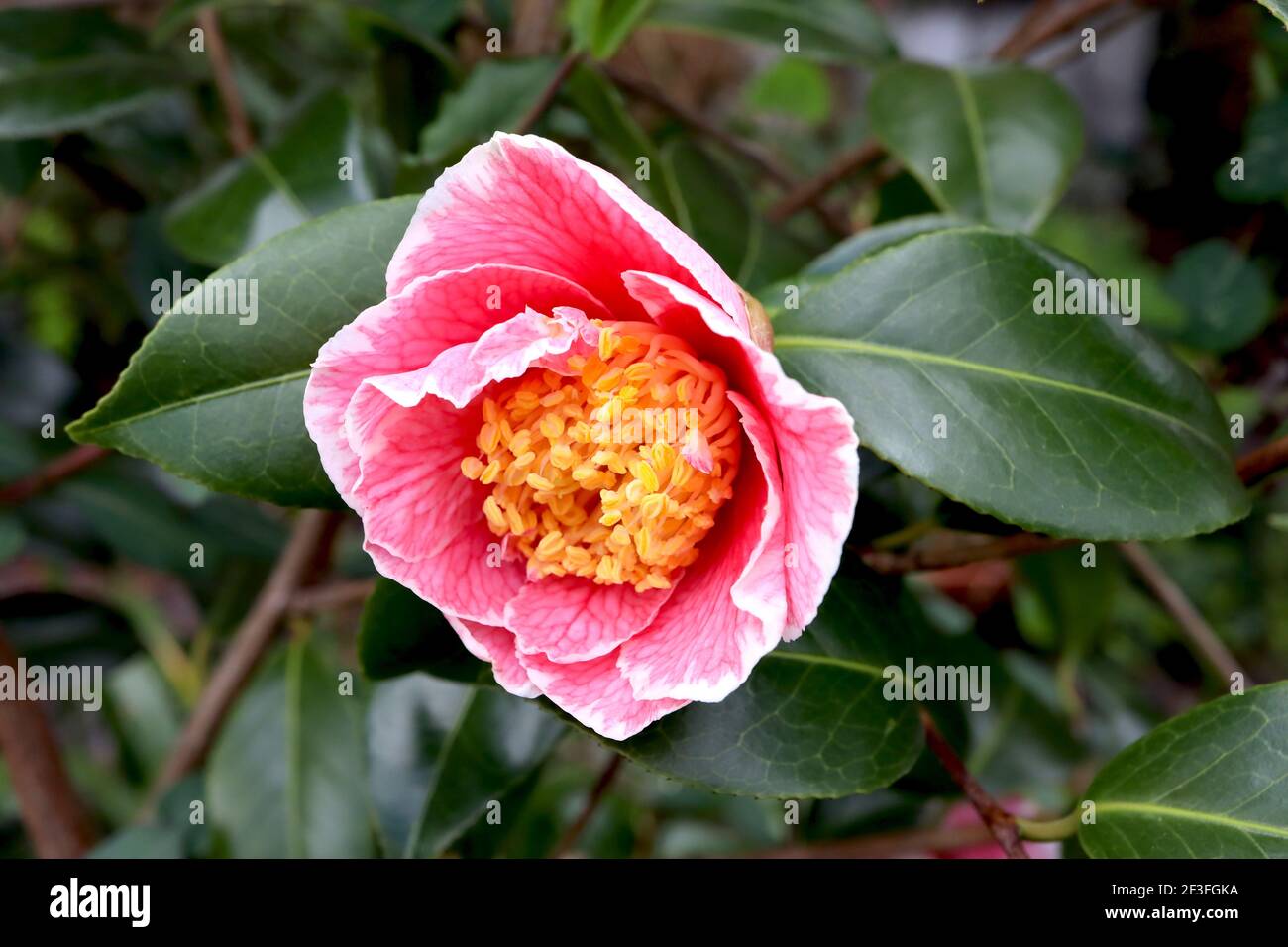 Camellia japonica «Adelina Patti» Adeline Patti camellia – camellia rose fortement veiné avec des bords blancs, mars, Angleterre, Royaume-Uni Banque D'Images