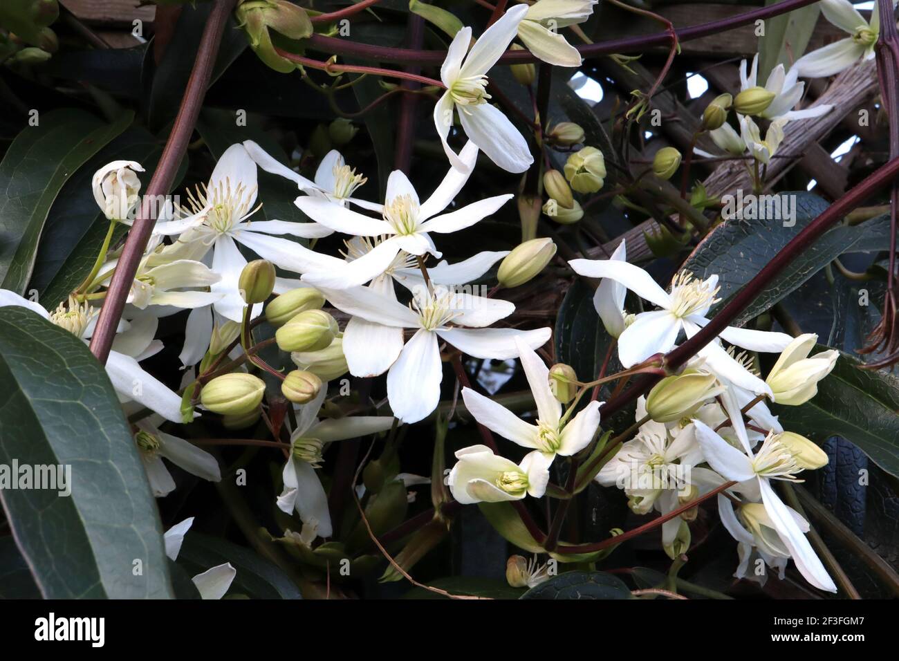 Clematis armandii ‘Snowdrift’ Armand clematis – plante grimpant avec des grappes de grandes fleurs blanches parfumées en forme d'étoile, mars, Angleterre, Royaume-Uni Banque D'Images