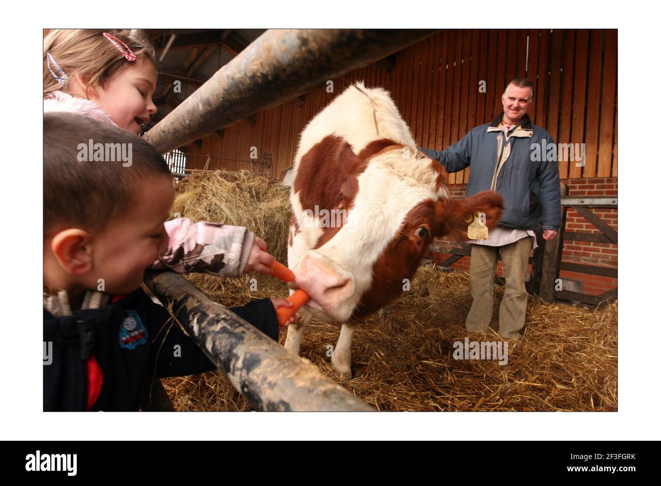 Shyamasundara Das présente Aditi la vache aux enfants de l'école de Krichna, la R.S.P.C.A. l'ont donnée au temple de Hare Krichna, Bhaktivedanta Manor, à Letchmore Heath, dans le nord de Londres. Photographie de David Sandison The Independent Banque D'Images