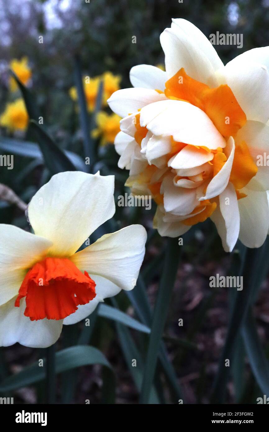 Narcissus / Daffodil ‘Barrett Browning’ Narcissus / Daffodil ‘Double Star’ March, Angleterre, Royaume-Uni Banque D'Images