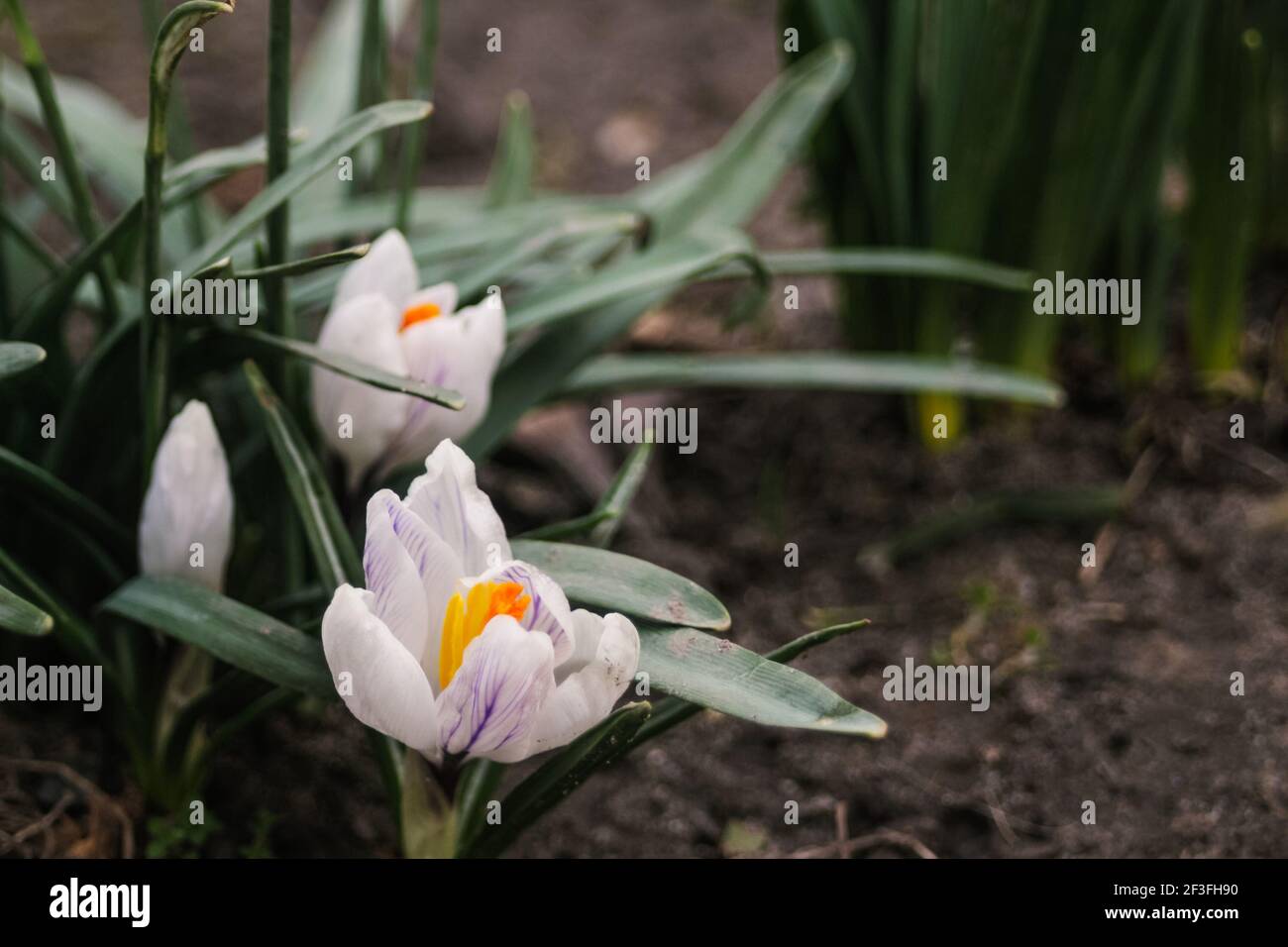 Crocus blancs, safran poussent dans le jardin au début du printemps par temps nuageux. Visible au sol. Copier l'espace à droite Banque D'Images