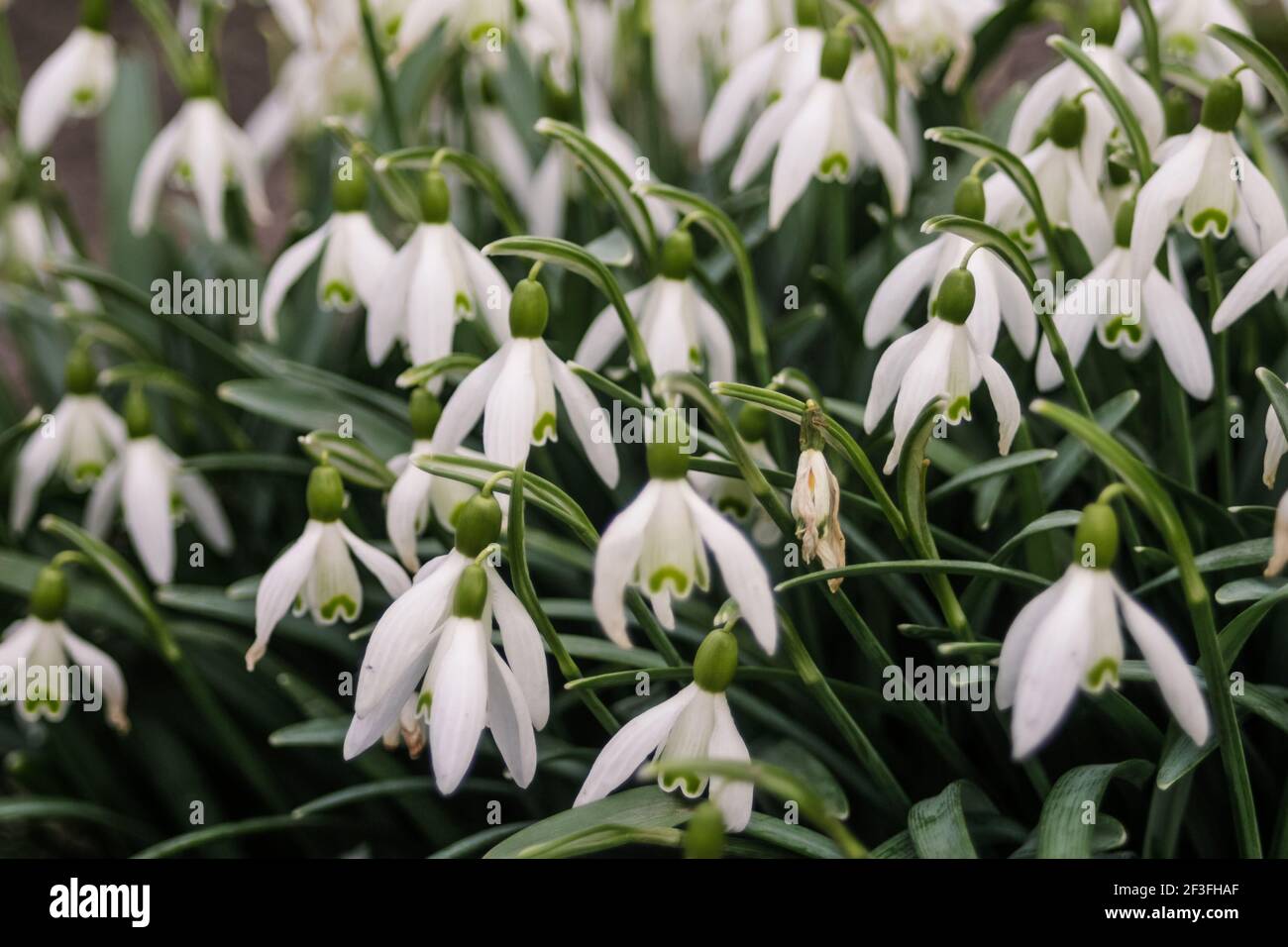 Fleurs de printemps blanches les gouttes de neige poussent, le fond parmi les belles chutes de neige, il y en a un laid qu'il symbolise la vieillesse ou la maladie due à un virus Banque D'Images