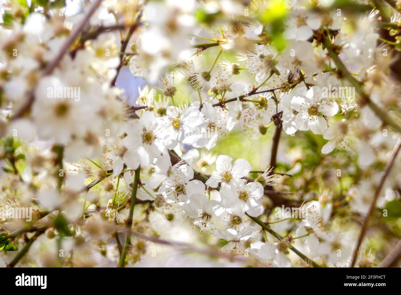 Arrière-plan du ressort. Gros plan sur un arbre à fleurs blanches. Fleur de branche de cerisier. Fleur de branche de cerisier blanc. Fleurs blanches fleuries sur le pommier à cerise Banque D'Images