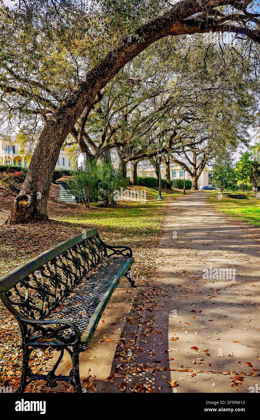 Les chênes vivants du sud ombragent un sentier de randonnée dans le jardin de la paix près de la chapelle de Sodality au Spring Hill College, le 14 mars 2021, à Mobile, Alabama. Banque D'Images