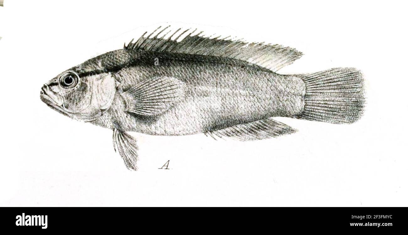 Pseudochromis perspicillatus. Banque D'Images