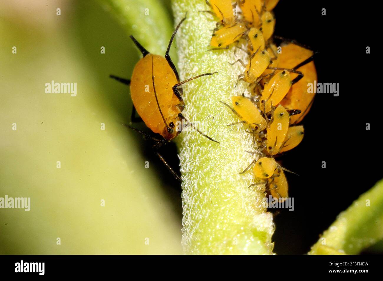 Puceron d'oléandre (Aphis nerii) Banque D'Images