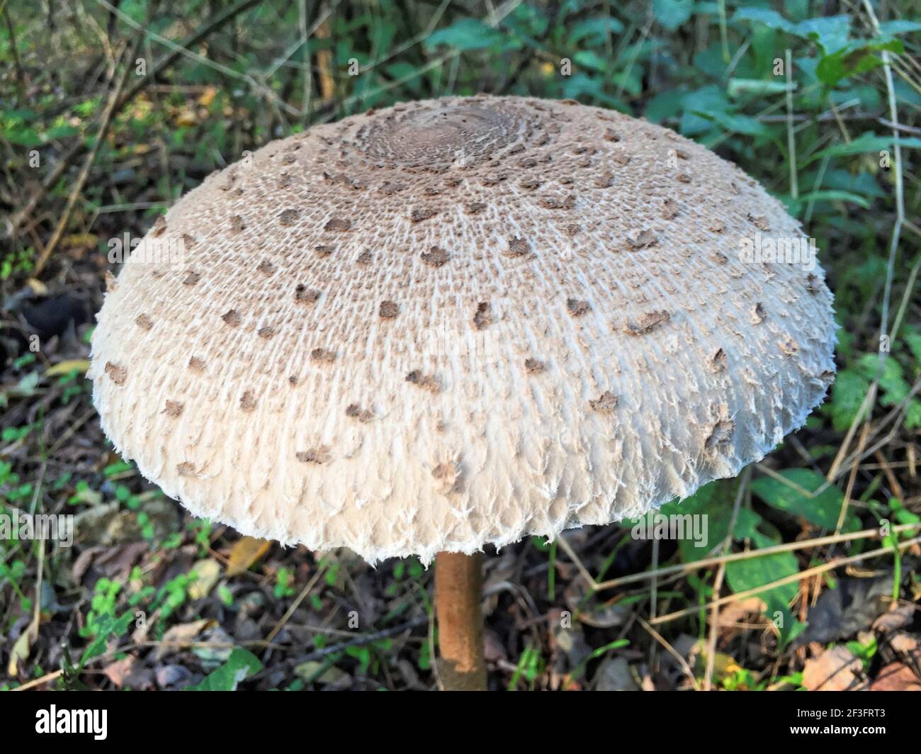 Champignons de la forêt Banque D'Images