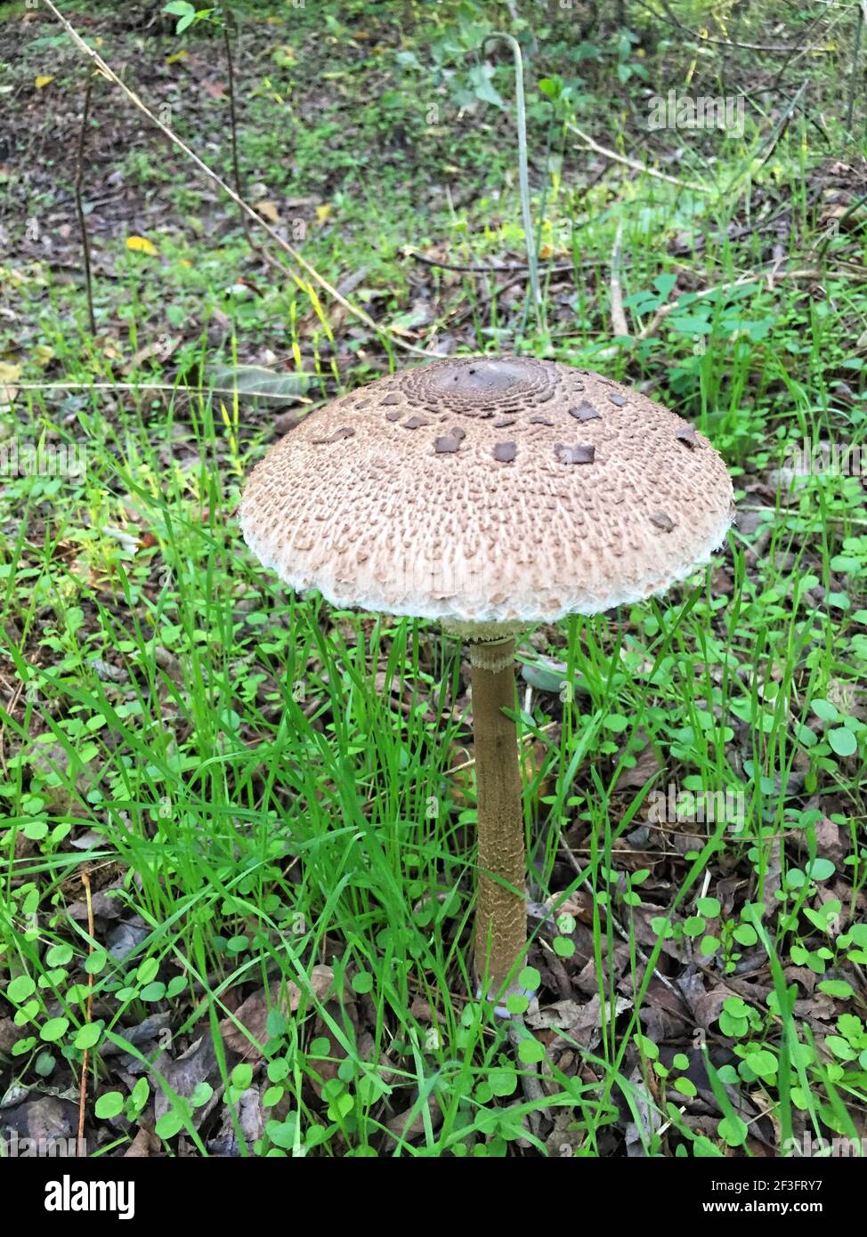 Champignons de la forêt Banque D'Images