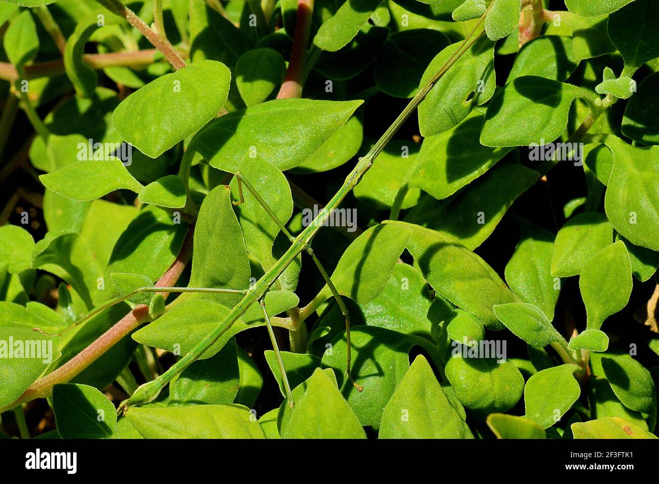 Insecte vert lisse (Clitarchus hookeri) Sur les épinards NZ (Tetragonia) Banque D'Images