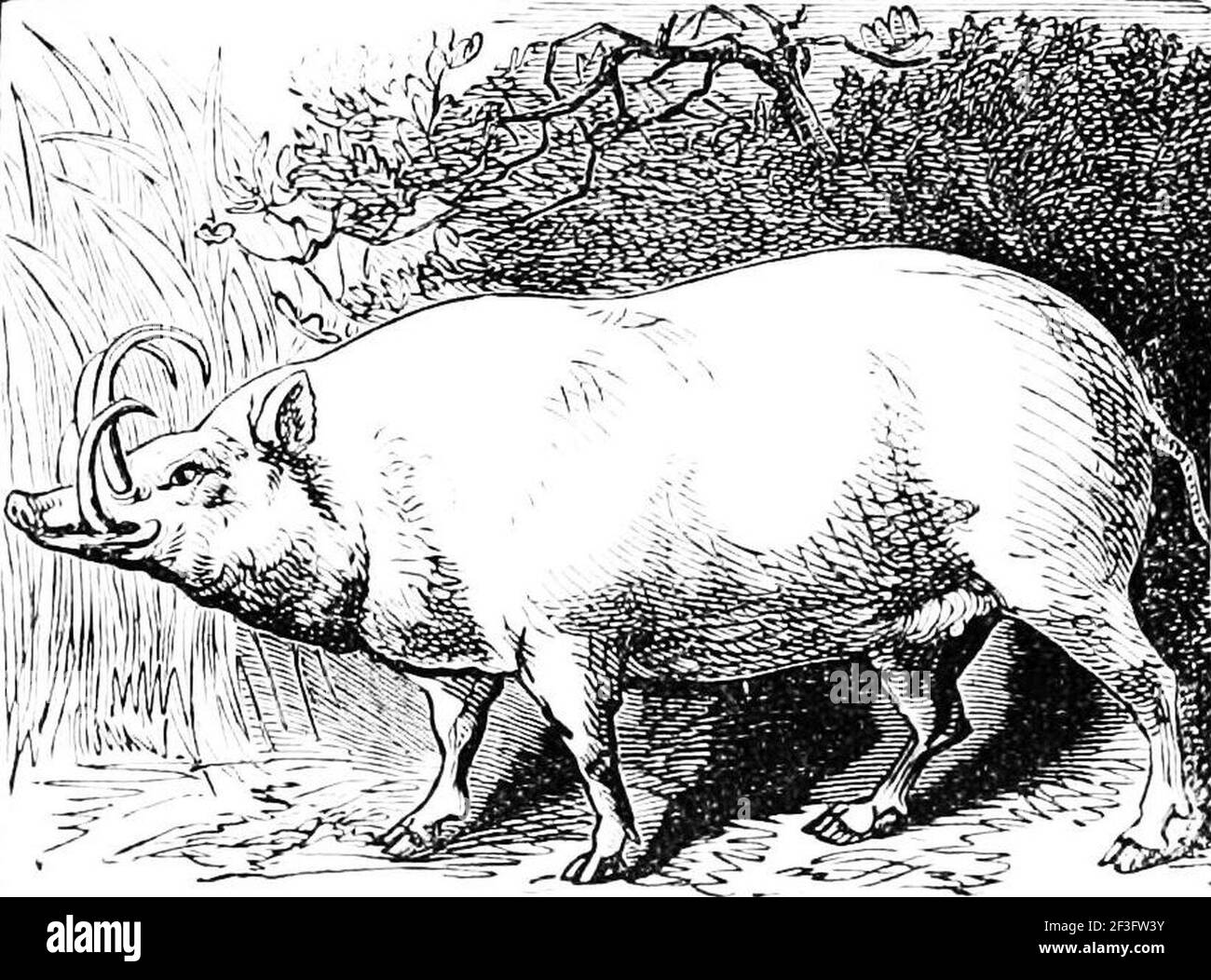 Barbyroussa ou porc sauvage malais. Banque D'Images