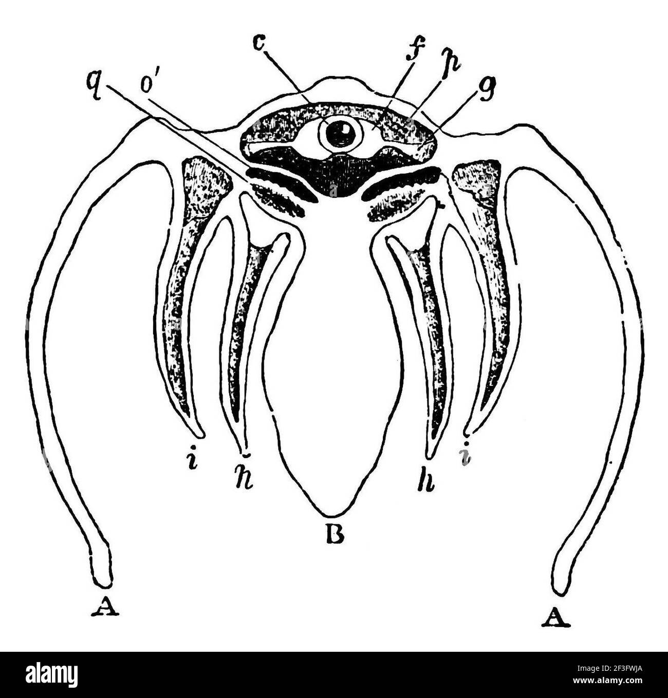 Diagramme transversal d'une moule d'eau douce. Banque D'Images