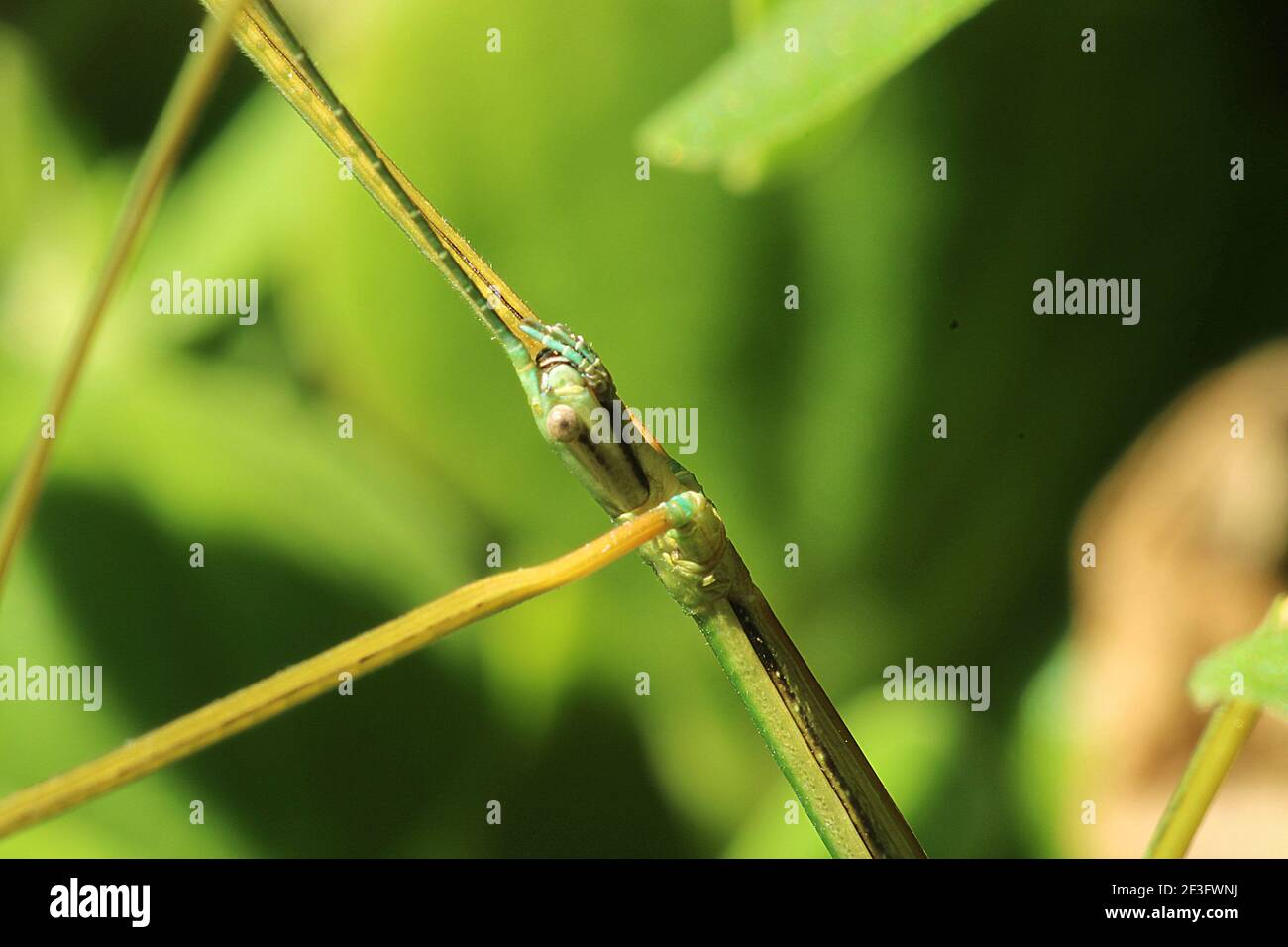 Insecte vert lisse (Clitarchus hookeri) Sur les épinards NZ (Tetragonia) Banque D'Images