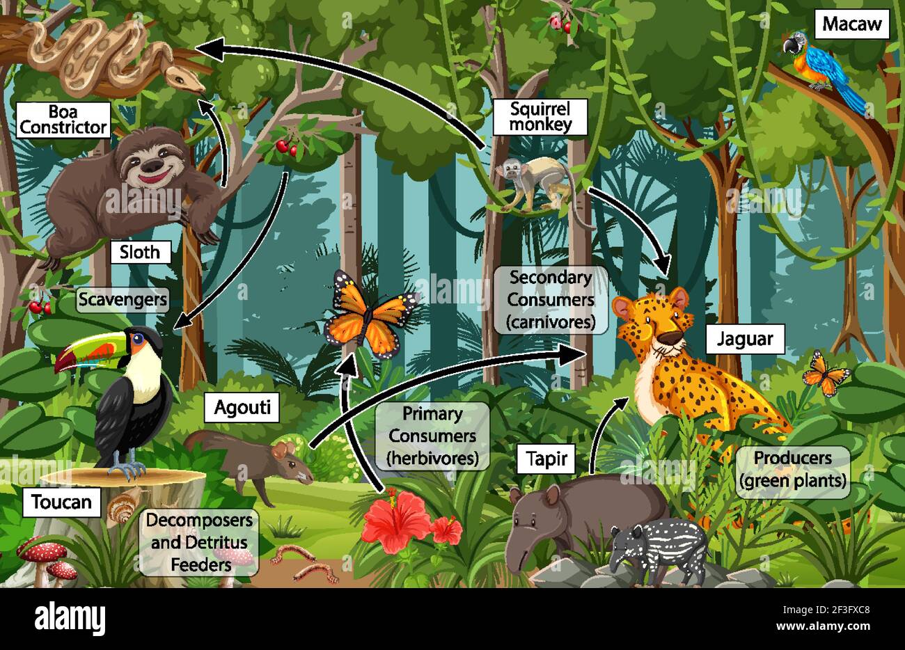 Schéma illustrant la toile alimentaire dans la forêt tropicale Illustration de Vecteur