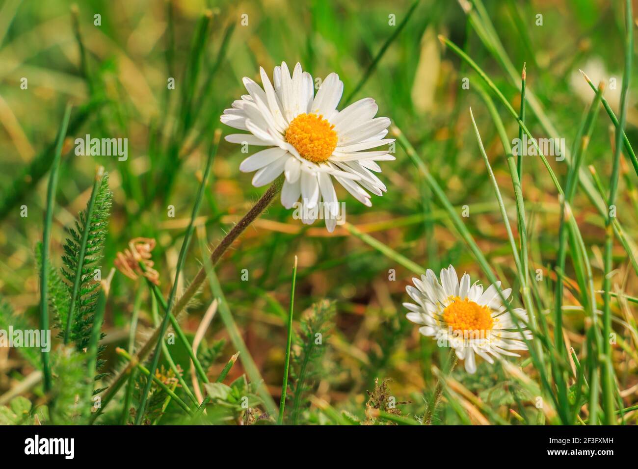 Deux fleurs blanches avec des pistils jaunes et du pollen d'abeille sur un pré. Pâquerettes entre les herbes vertes au printemps au soleil. Fleur pointue avec p blanc Banque D'Images