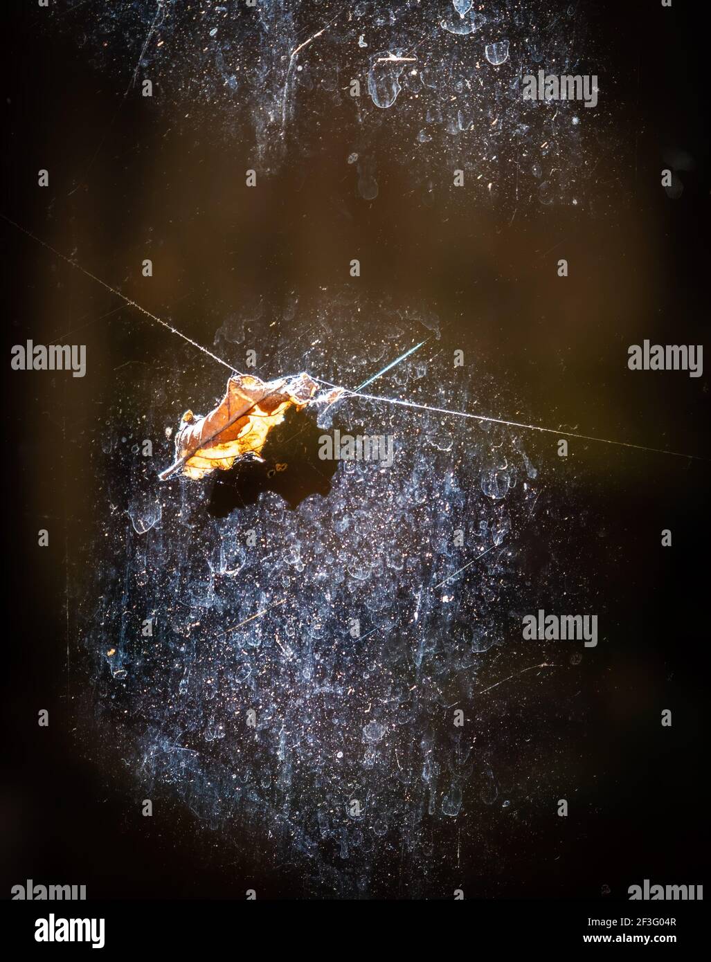 Jeu abstrait de la lumière et de l'ombre avec la feuille orange courbé sur vitre avec espace de copie Banque D'Images