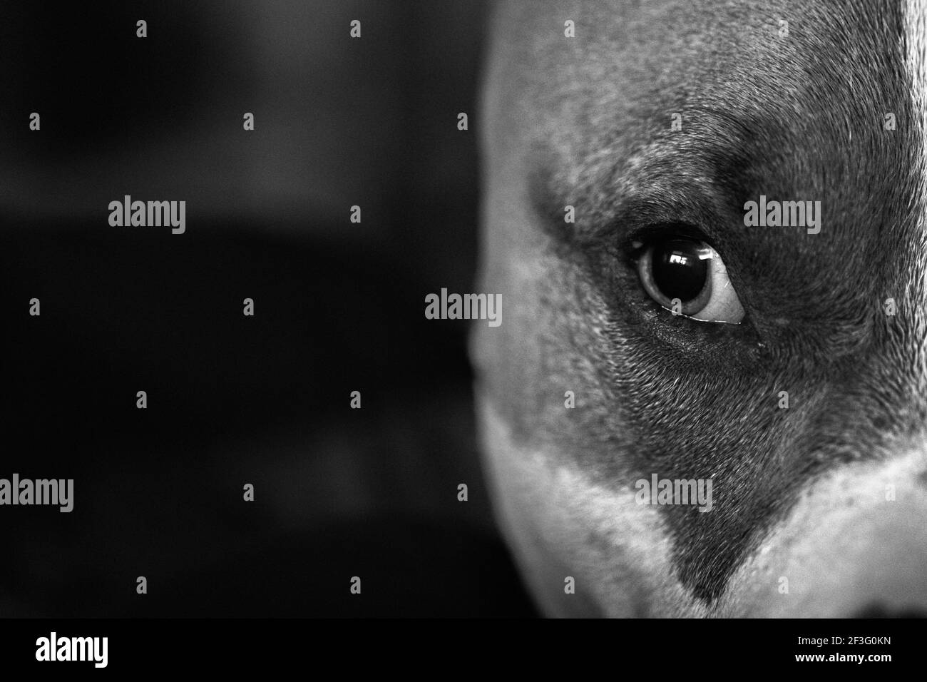 Un chien mixte (American Staffordshire Pit Bull Terrier et American Pit Bull Terrier) (Canis lupus familiaris) regarde par le coin de son œil. Banque D'Images