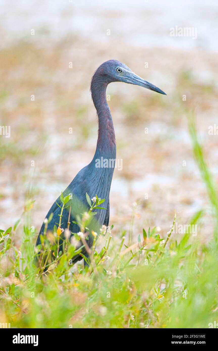 Heron tricolore dans les terres humides, banques extérieures, NC Banque D'Images