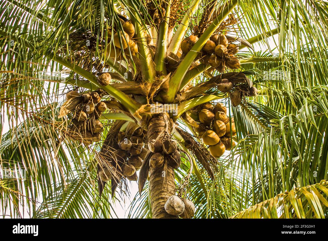 Des petits pains de noix de coco qui poussent dans leurs arbres au parc des fruits et des épices du comté de Miami-Dade, en Floride. Banque D'Images