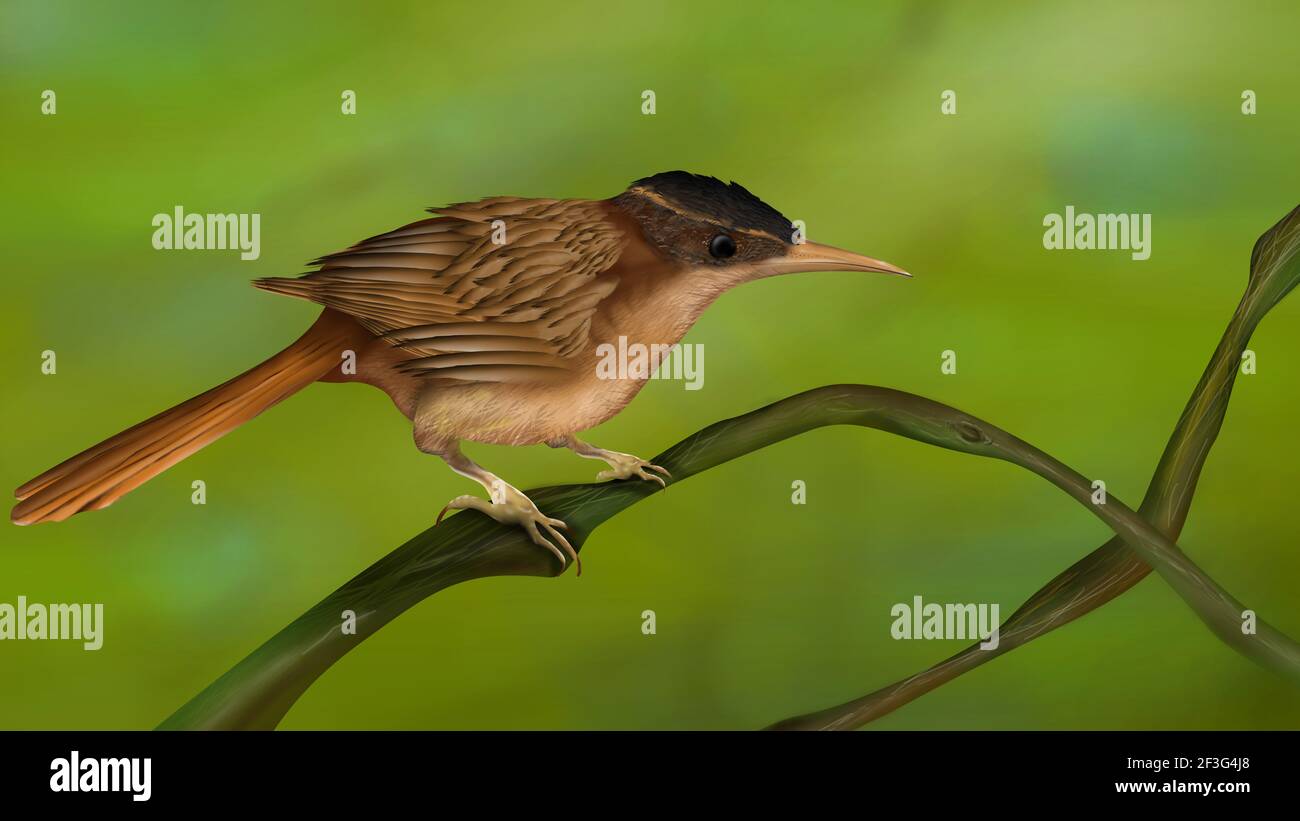 Cichlopolaptes mazarbarnetti. Chasse aux arbres cryptiques. Oiseau brésilien de couleur marron. Espèces d'oiseaux éteintes. Habitat humide de la forêt animal. Amérique du Sud. Banque D'Images