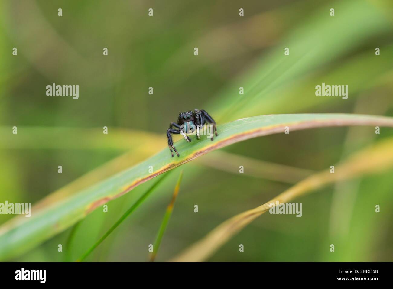 Spider de saut brillant en été Banque D'Images