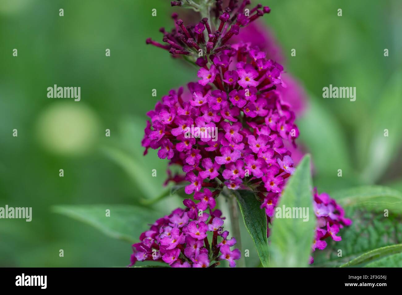 Papillons Bush fleurs en été Banque D'Images