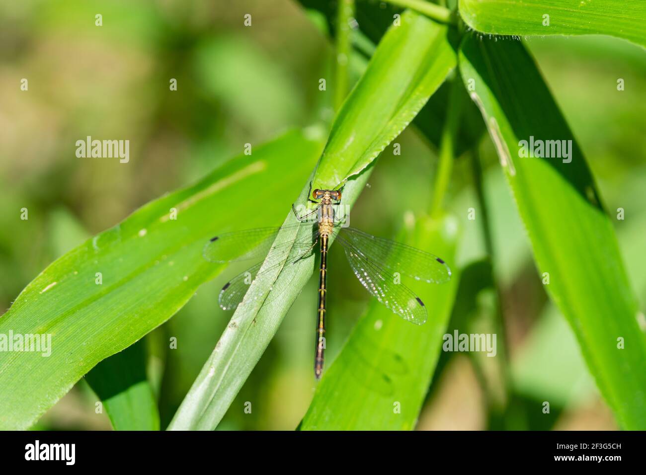Damselfly à ailes émeraude au printemps Banque D'Images