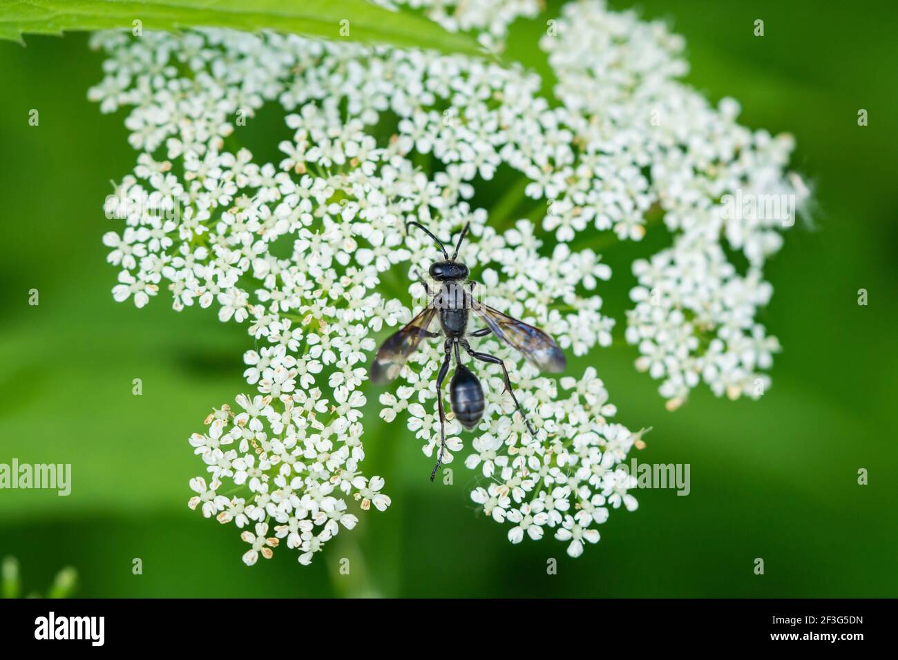 Guêpe de transport d'herbe sur les fleurs d'aulne au sol Banque D'Images
