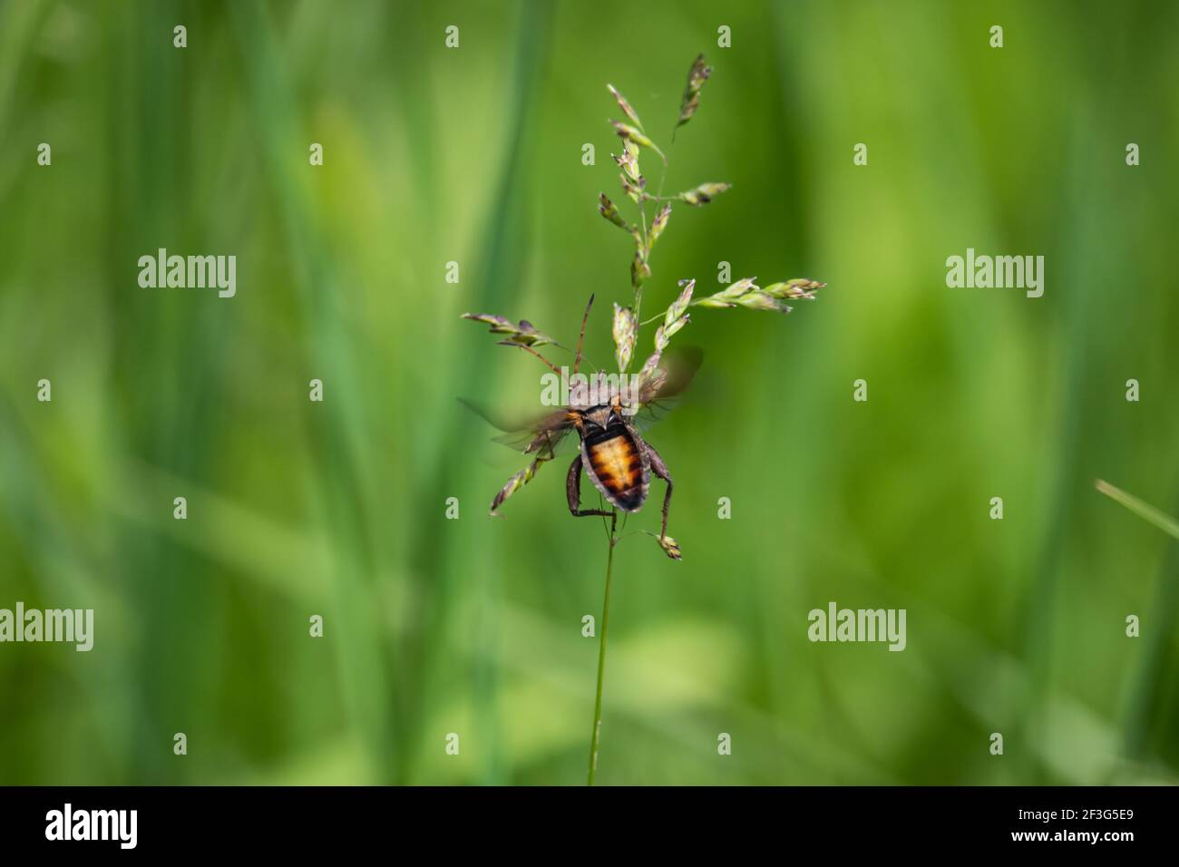 Coup de squash au printemps Banque D'Images