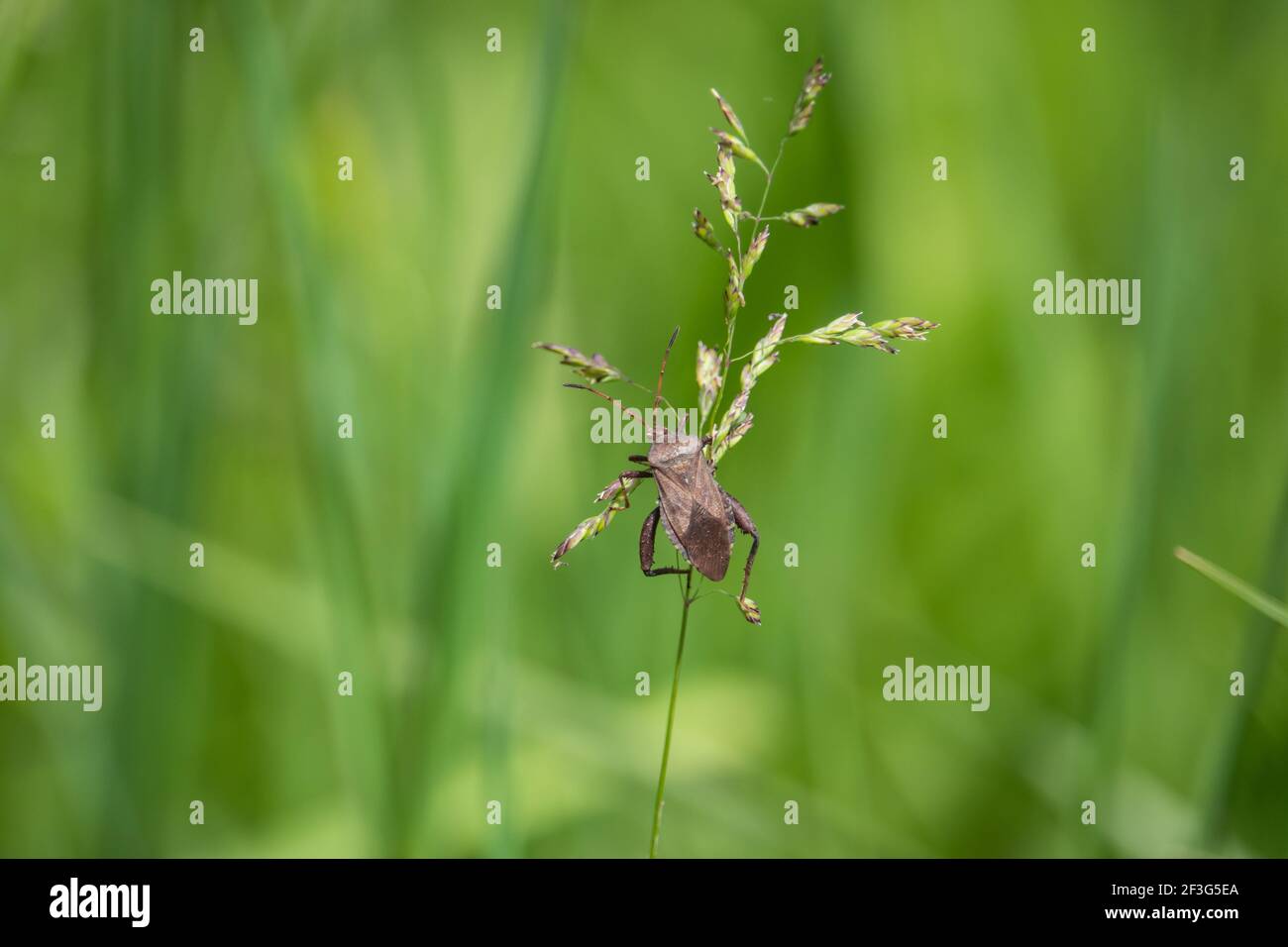 Coup de squash au printemps Banque D'Images