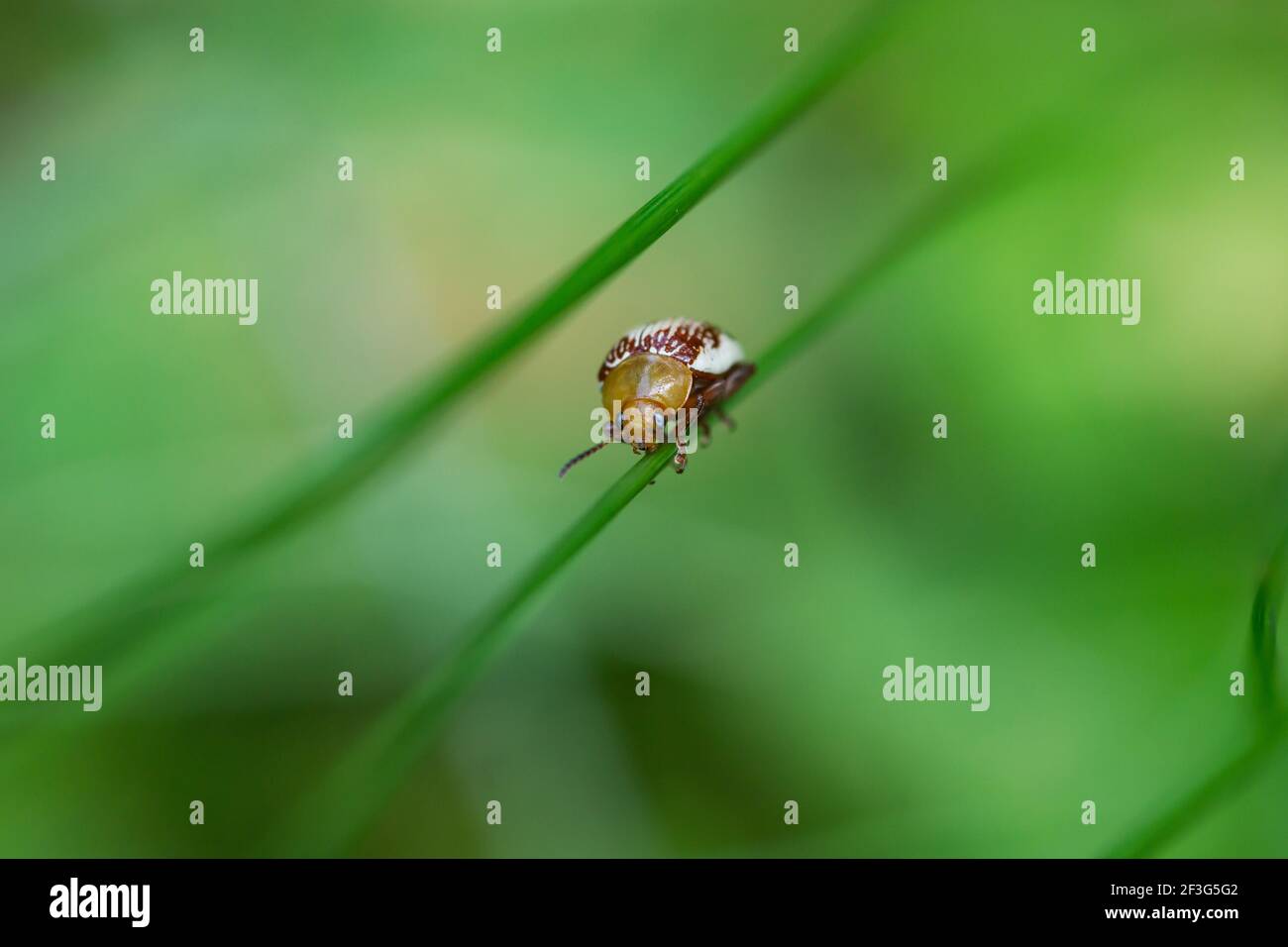 Sumac Flea Beetle sur Leaf Banque D'Images